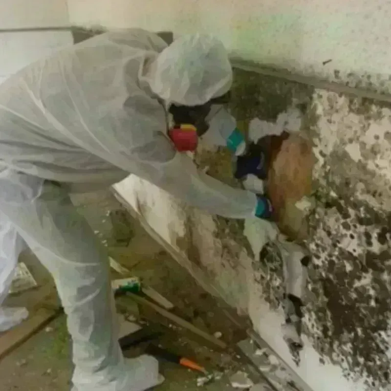 Mold Remediation and Removal in Enetai, WA